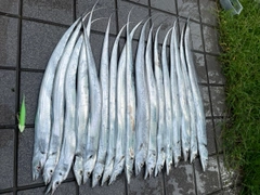 タチウオの釣果