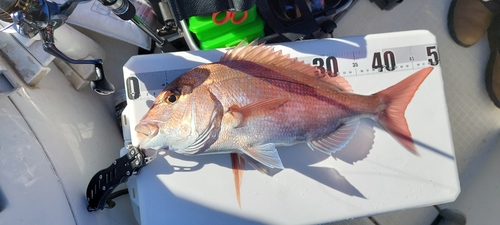 マダイの釣果