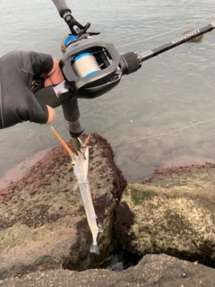 ダツの釣果