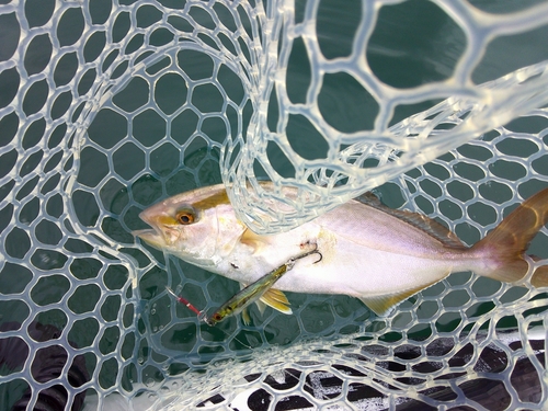 シオの釣果