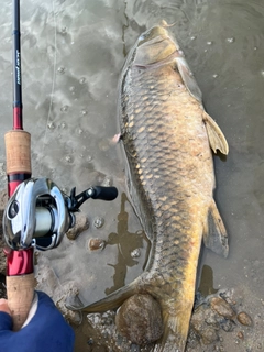 コイの釣果