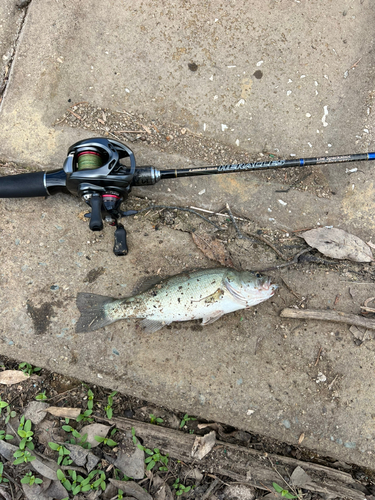 ブラックバスの釣果