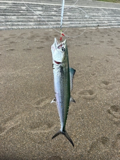 サゴシの釣果