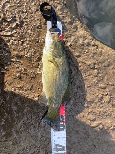 スモールマウスバスの釣果