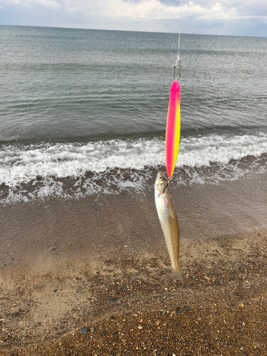 シロギスの釣果