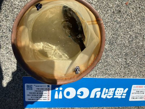 アオブダイの釣果