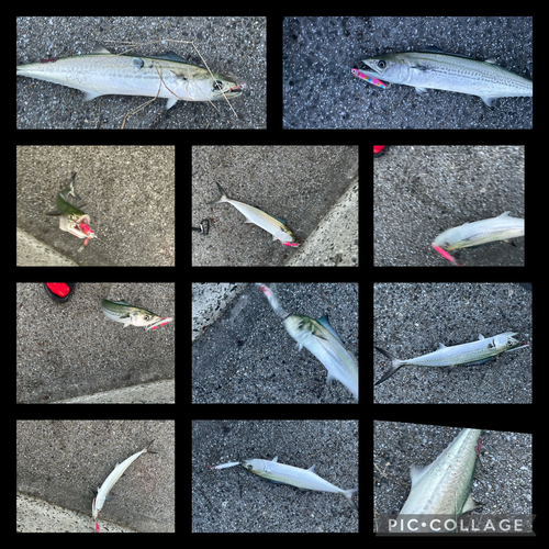 サゴシの釣果
