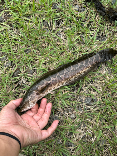 カムルチーの釣果