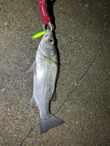 スズキの釣果