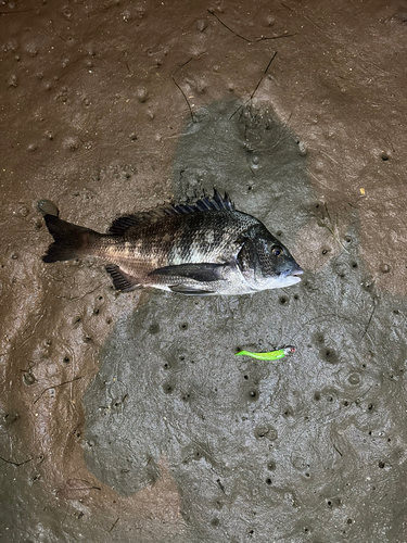 チヌの釣果