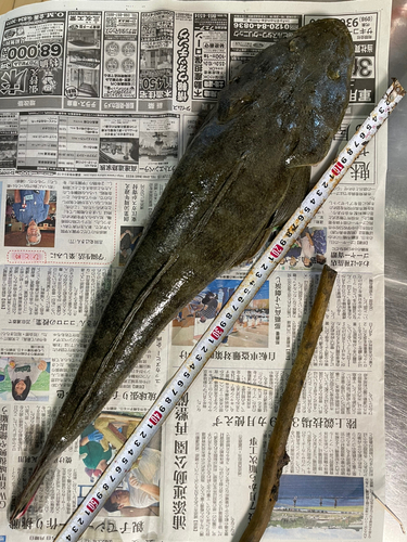 コチの釣果