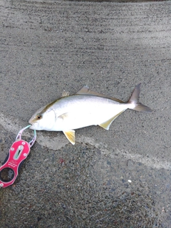 ショゴの釣果