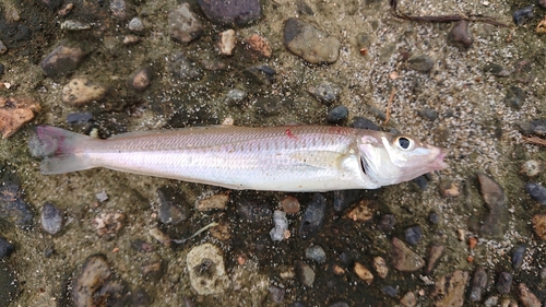 シロギスの釣果