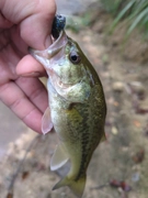 ブラックバスの釣果