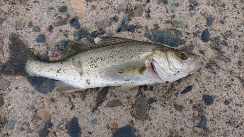 セイゴ（マルスズキ）の釣果