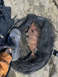 アイゴの釣果