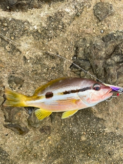 ヨコスジフエダイの釣果