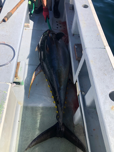 キハダマグロの釣果