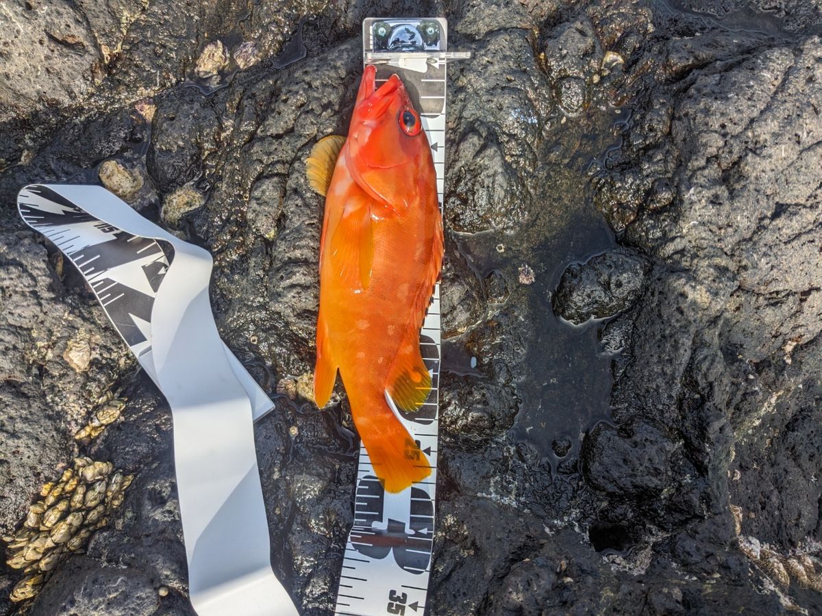 釣りもっこす！さんの釣果 1枚目の画像