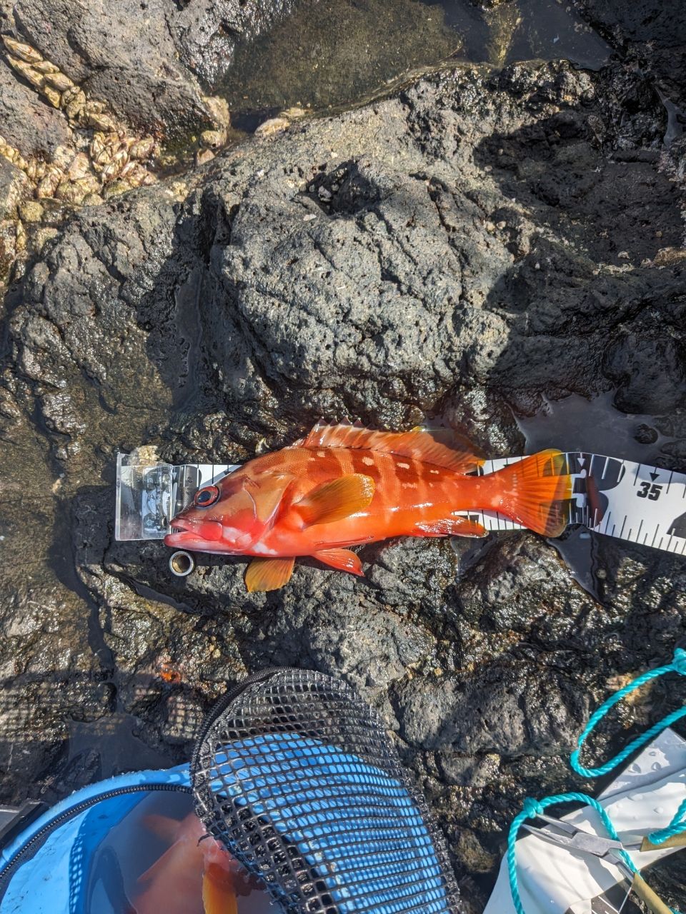 釣りもっこす！さんの釣果 2枚目の画像