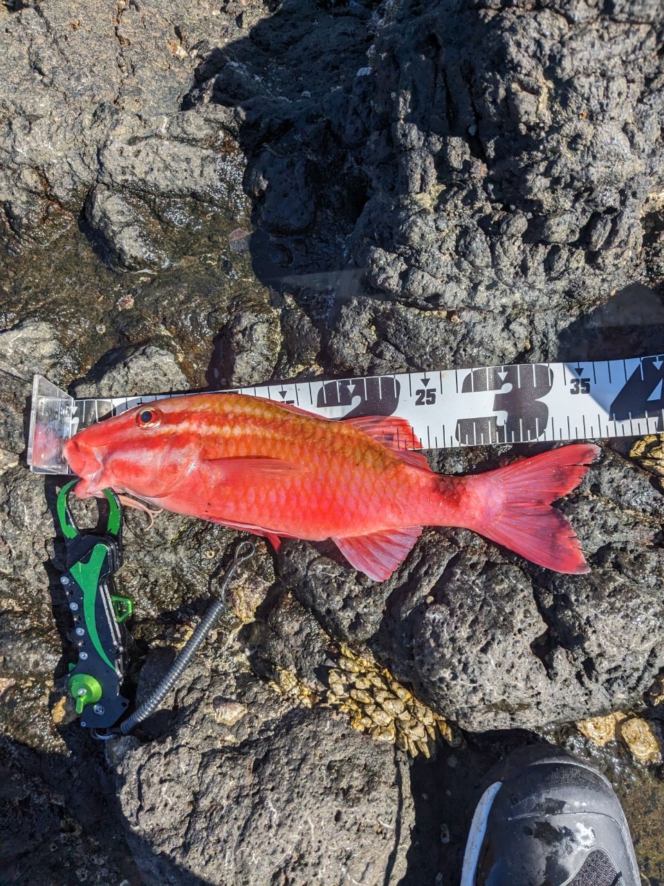 釣りもっこす！さんの釣果 3枚目の画像