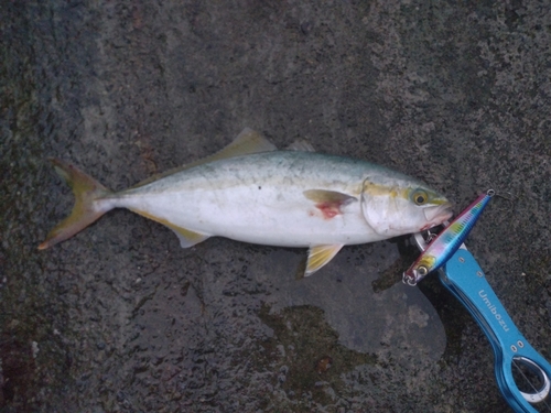 イナダの釣果