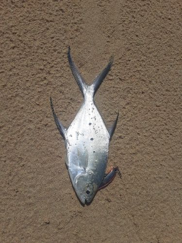 コバンアジの釣果