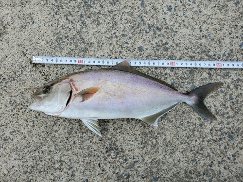 ショゴの釣果