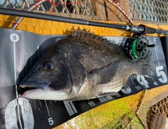 クロダイの釣果