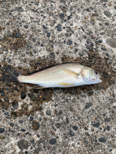 イシモチの釣果