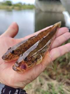 マハゼの釣果