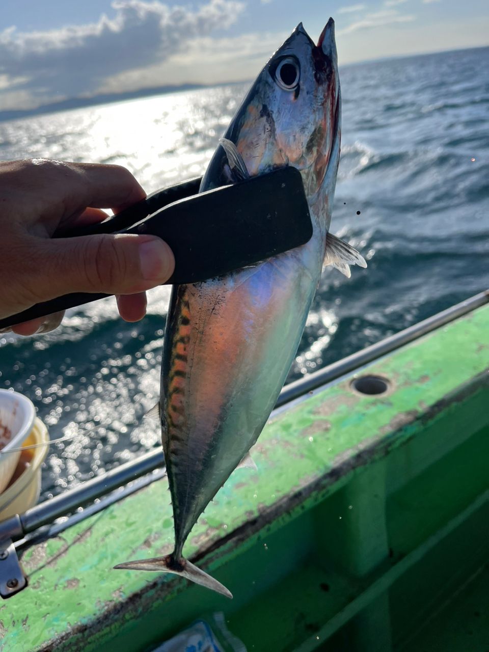 なりたなおとさんの釣果 1枚目の画像