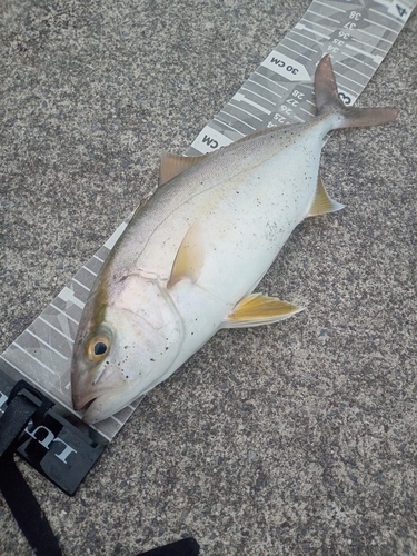 ショゴの釣果