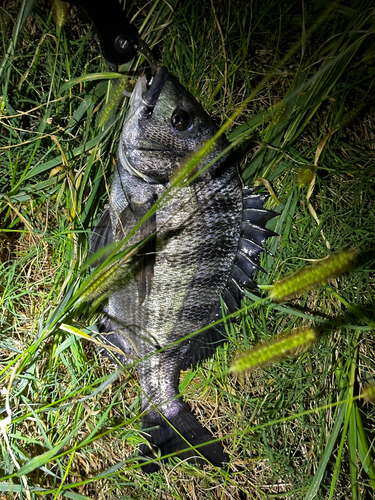 クロダイの釣果