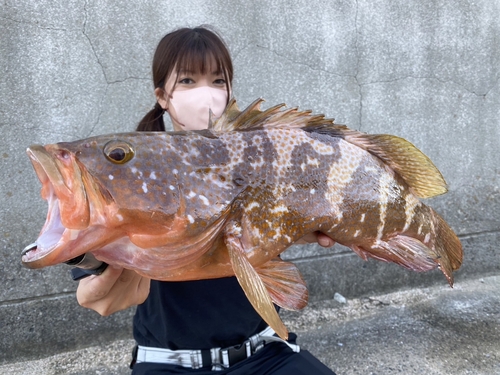 キジハタの釣果