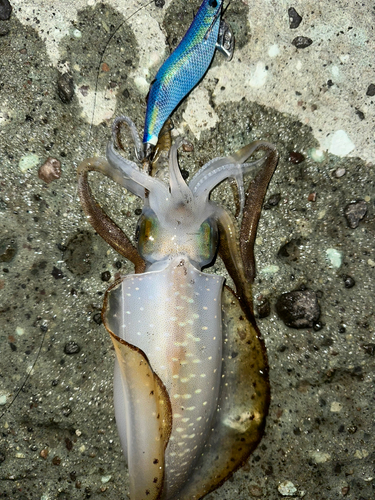 アオリイカの釣果