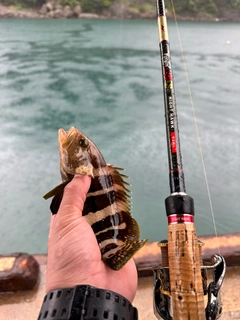 アオハタの釣果