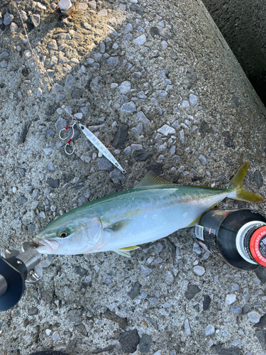 ツバスの釣果