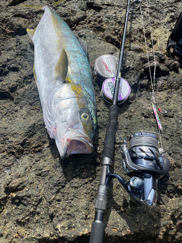 ヒラマサの釣果