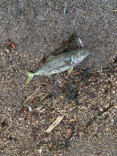 フクラギの釣果