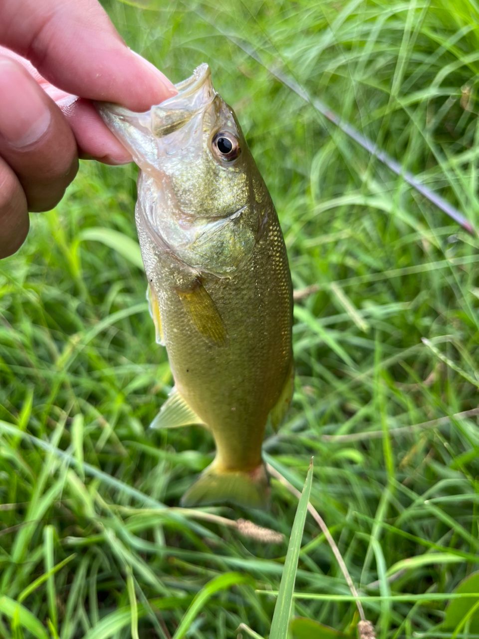 ラージマウスバス