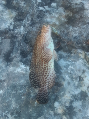 チャイロマルハタの釣果