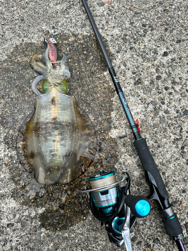 アオリイカの釣果