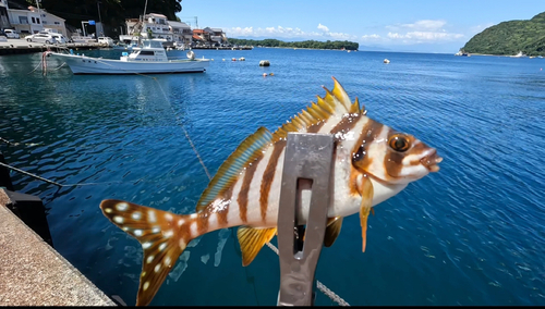 タカノハダイの釣果