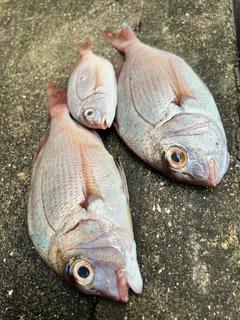 マダイの釣果