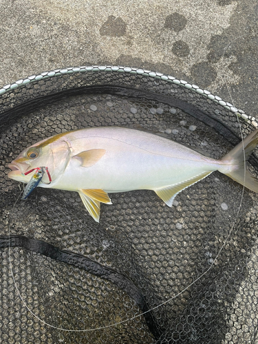 ショゴの釣果