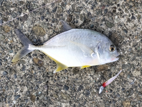 ロウニンアジの釣果