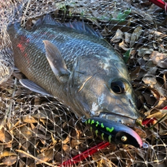 マングローブジャックの釣果