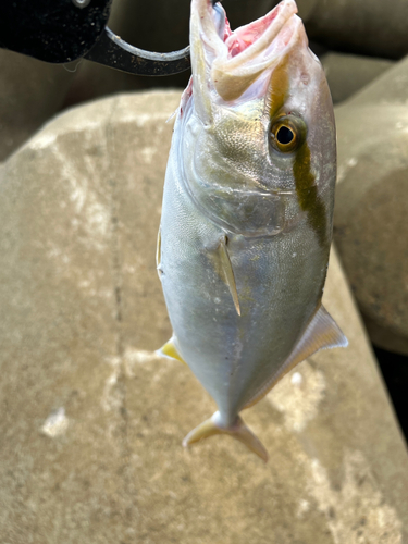 シオの釣果