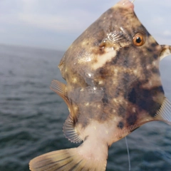 カワハギの釣果